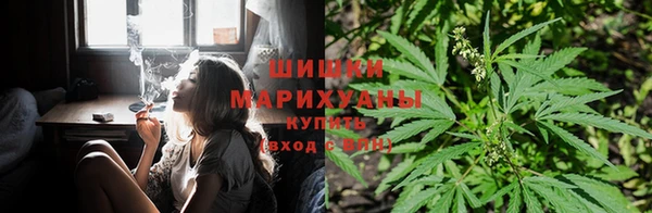 индика Инта